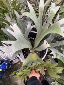 HVW top select。３