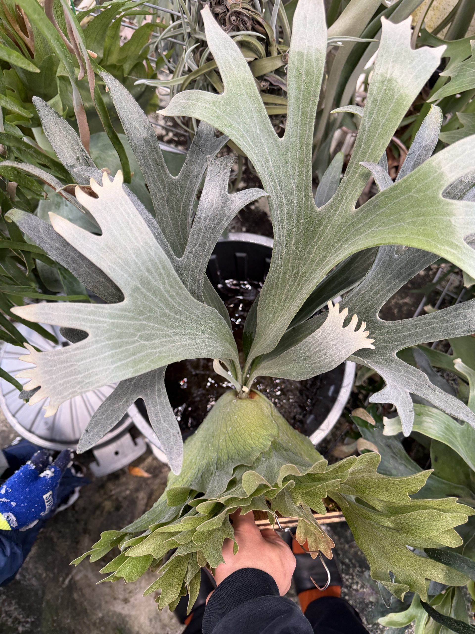 HVW top select。３