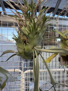 リザマ君がエグイ。5