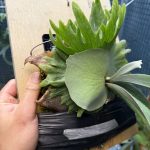 強めなうに。４