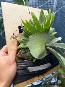 強めなうに。４