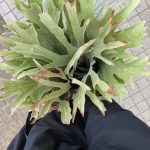 攻撃的なDekacho。6