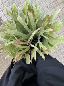 攻撃的なDekacho。6