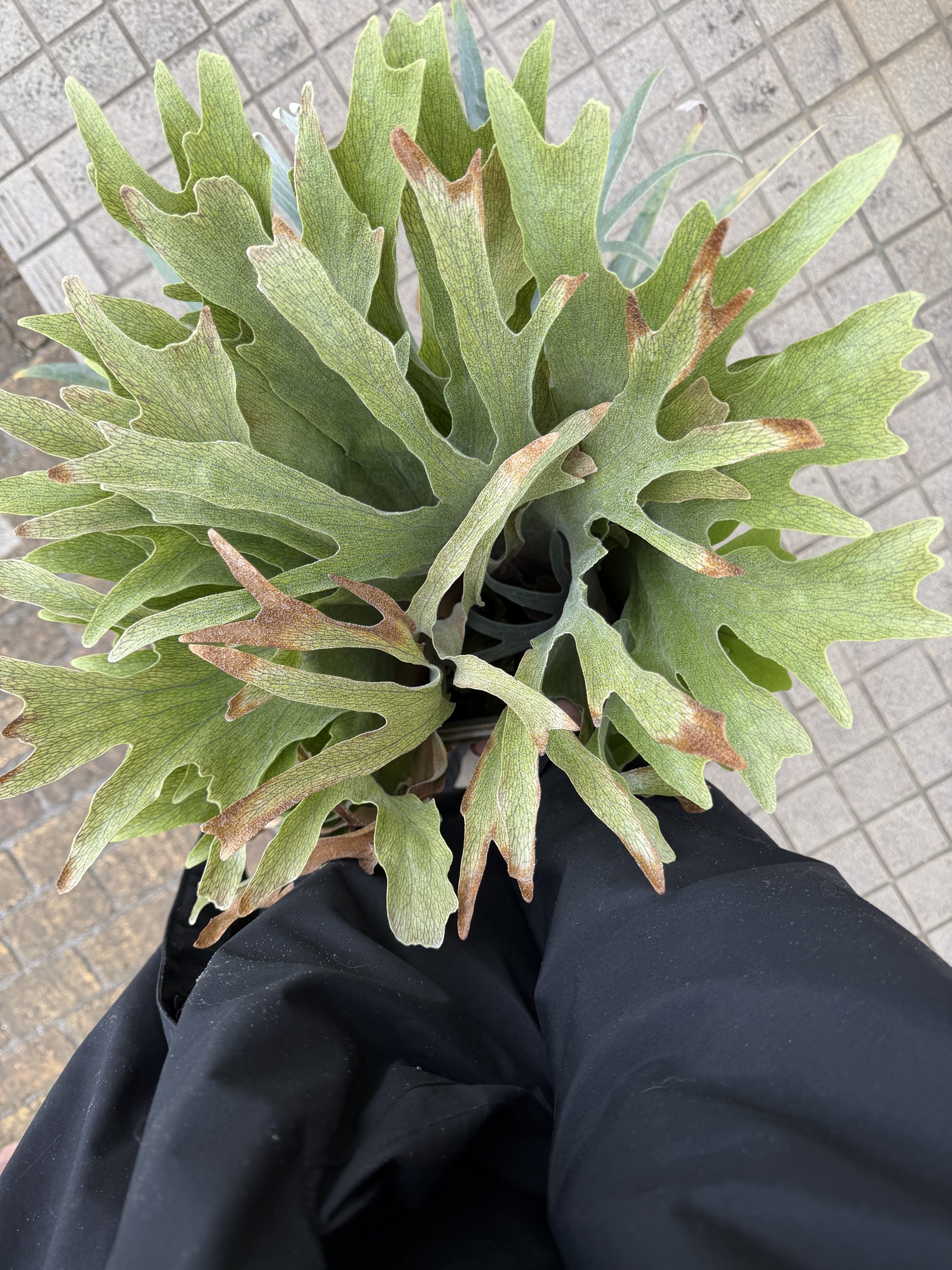 攻撃的なDekacho。6