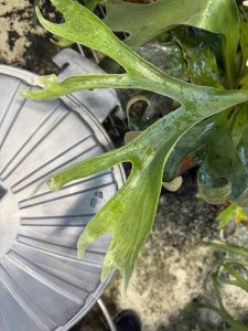 素晴らしい謎ビ「KH-21」３