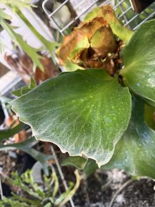 萌えよなドラスポ...３