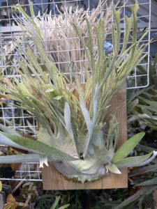 ARsが覚醒しそう。４