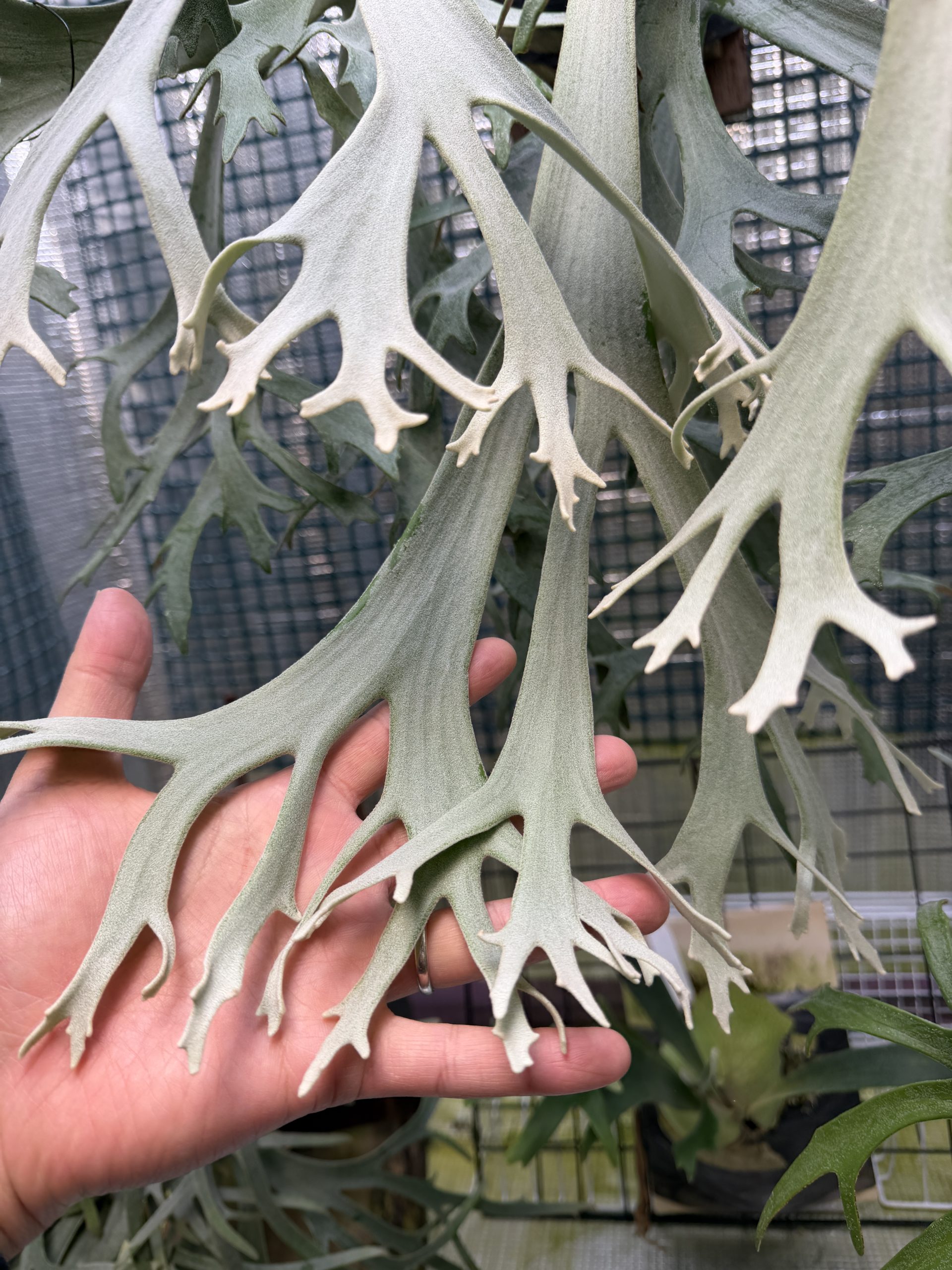 魷の分岐。