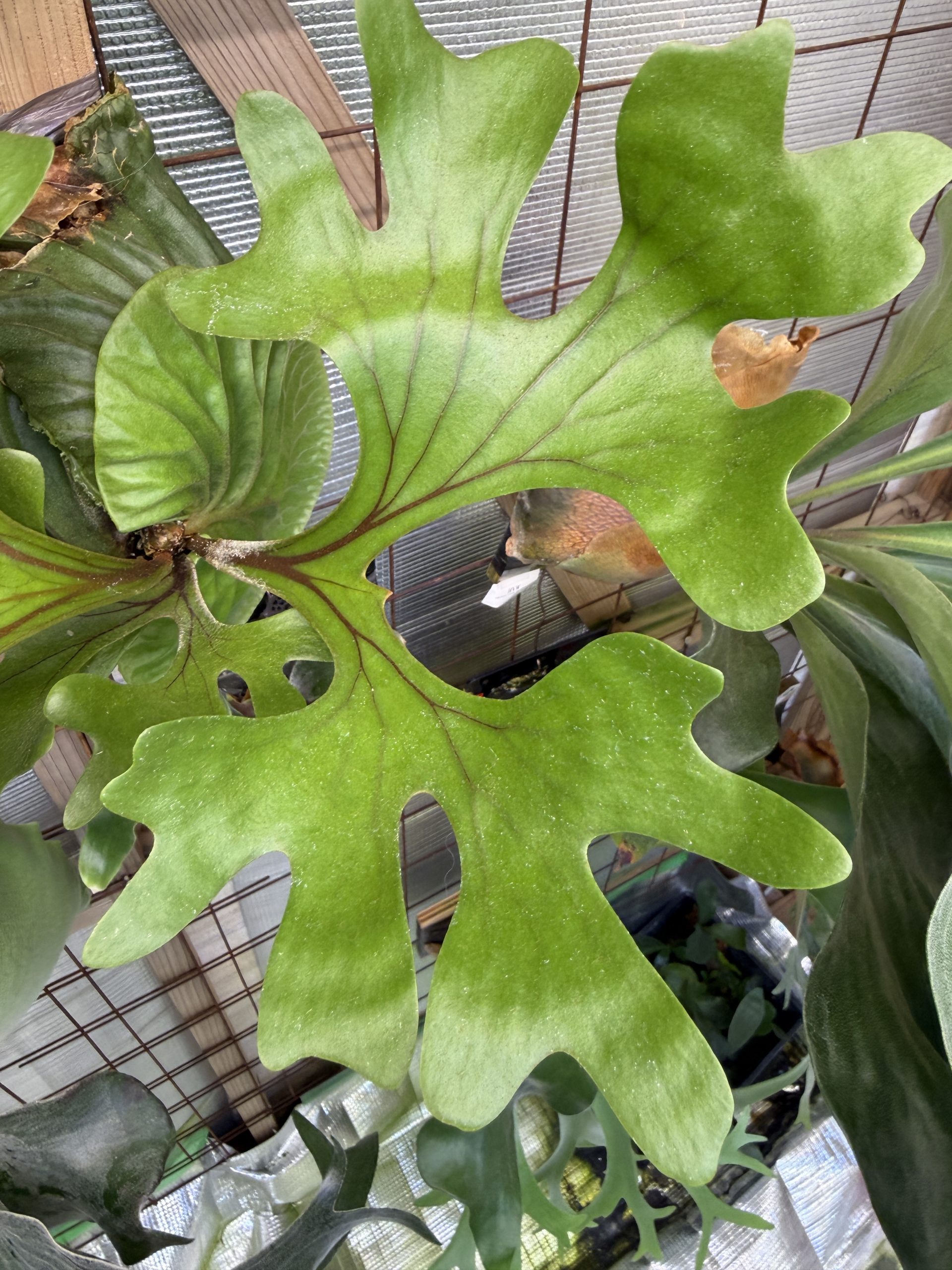 リドレイ胞子培養の目標を考える。