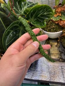 アンスリウムの結実か...？