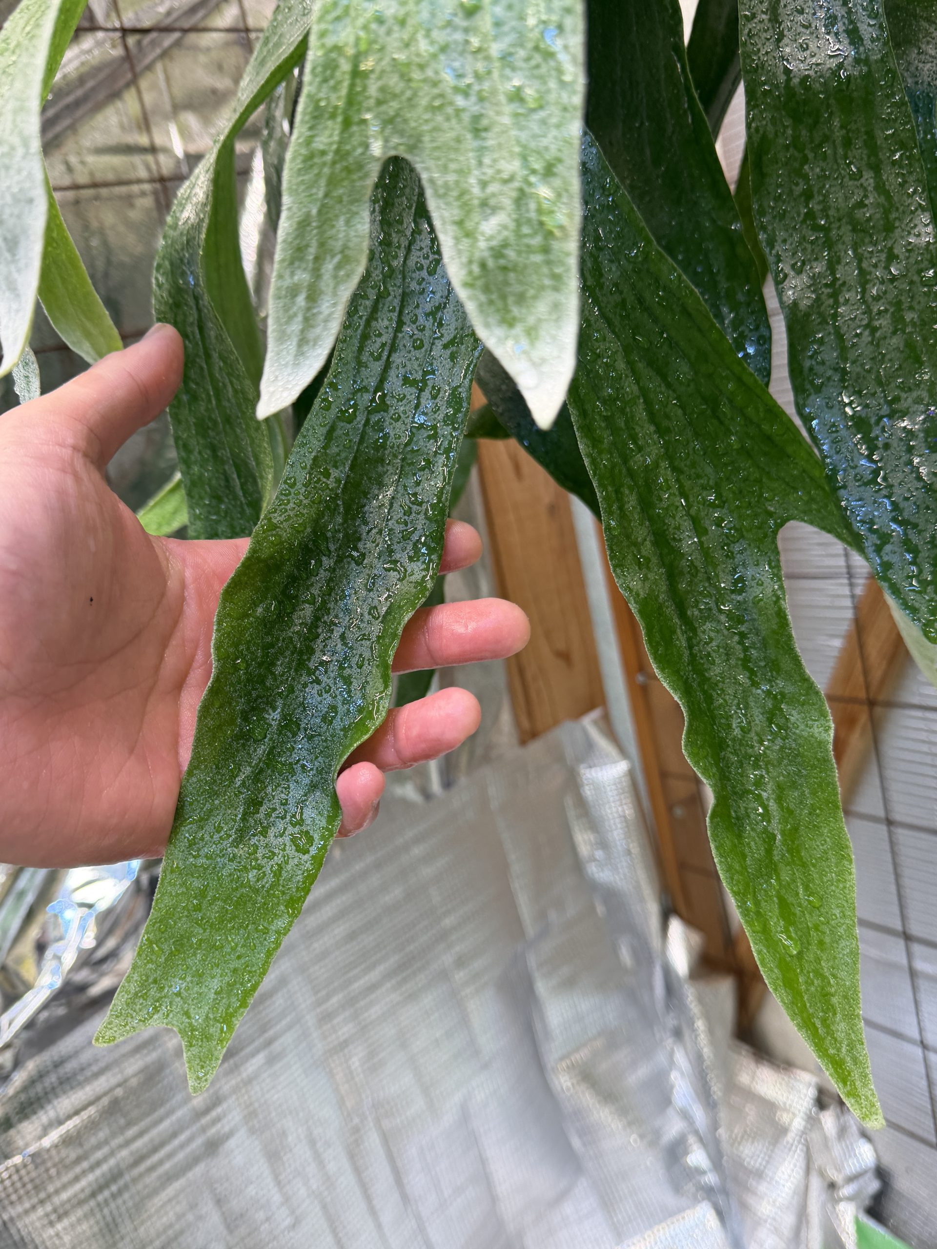 【R6MLw】巨大ルインキーへの道のり