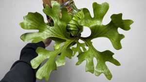 広葉なフリドレイ。