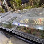 YMsporeはまだたくさん...