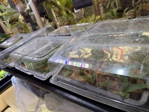 YMsporeはまだたくさん...