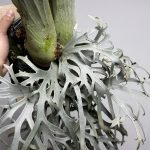 YMDsの成長点が...