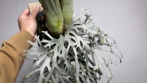 YMDsの成長点が...