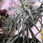 届け...！JGsのその後... 2