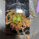 強尖spore 4