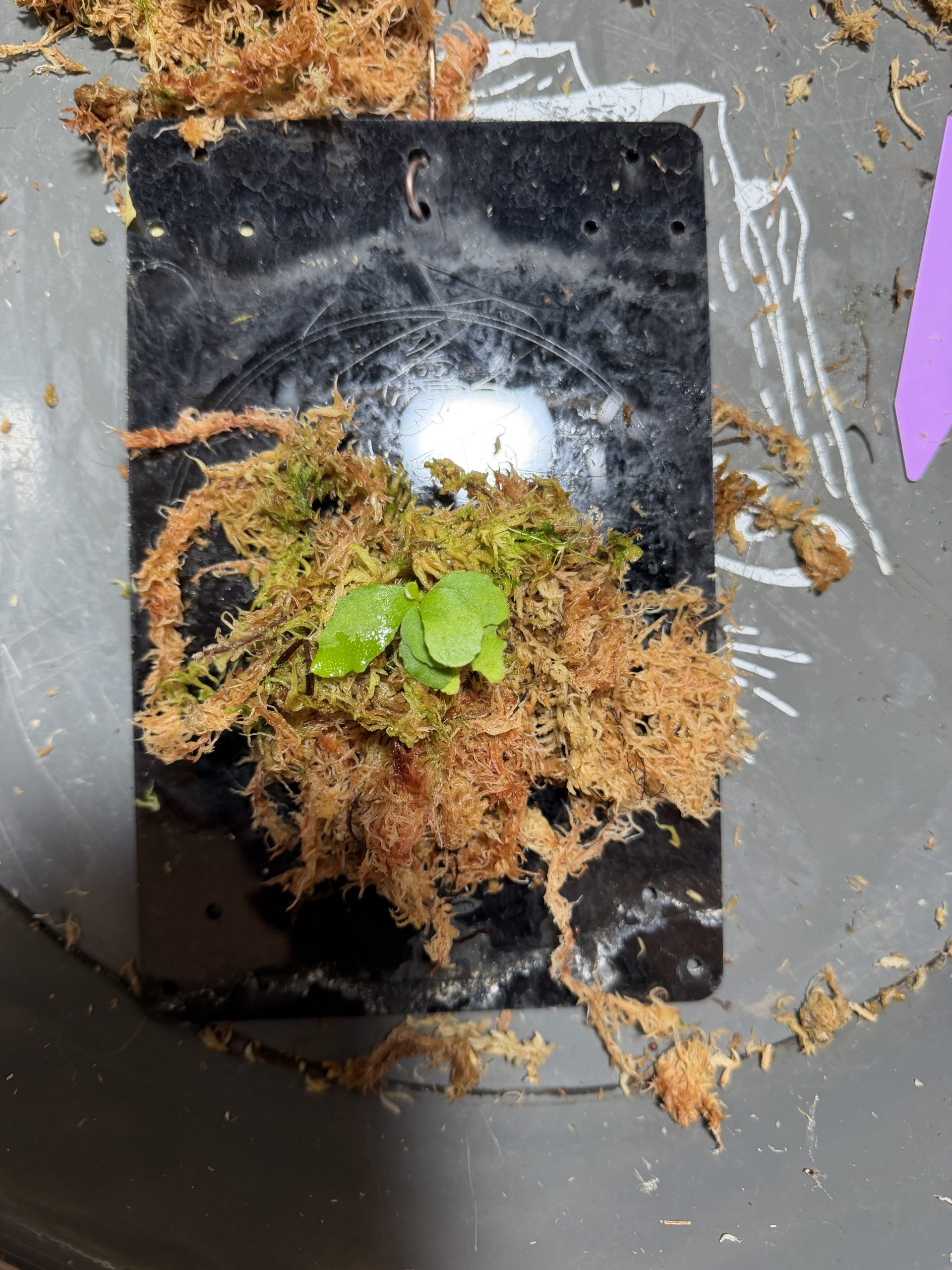 強尖spore 4