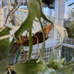 リザマ君がエグイ。6