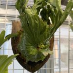 ワンダエドワーフから胞子葉が出てきた。