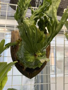 ワンダエドワーフから胞子葉が出てきた。