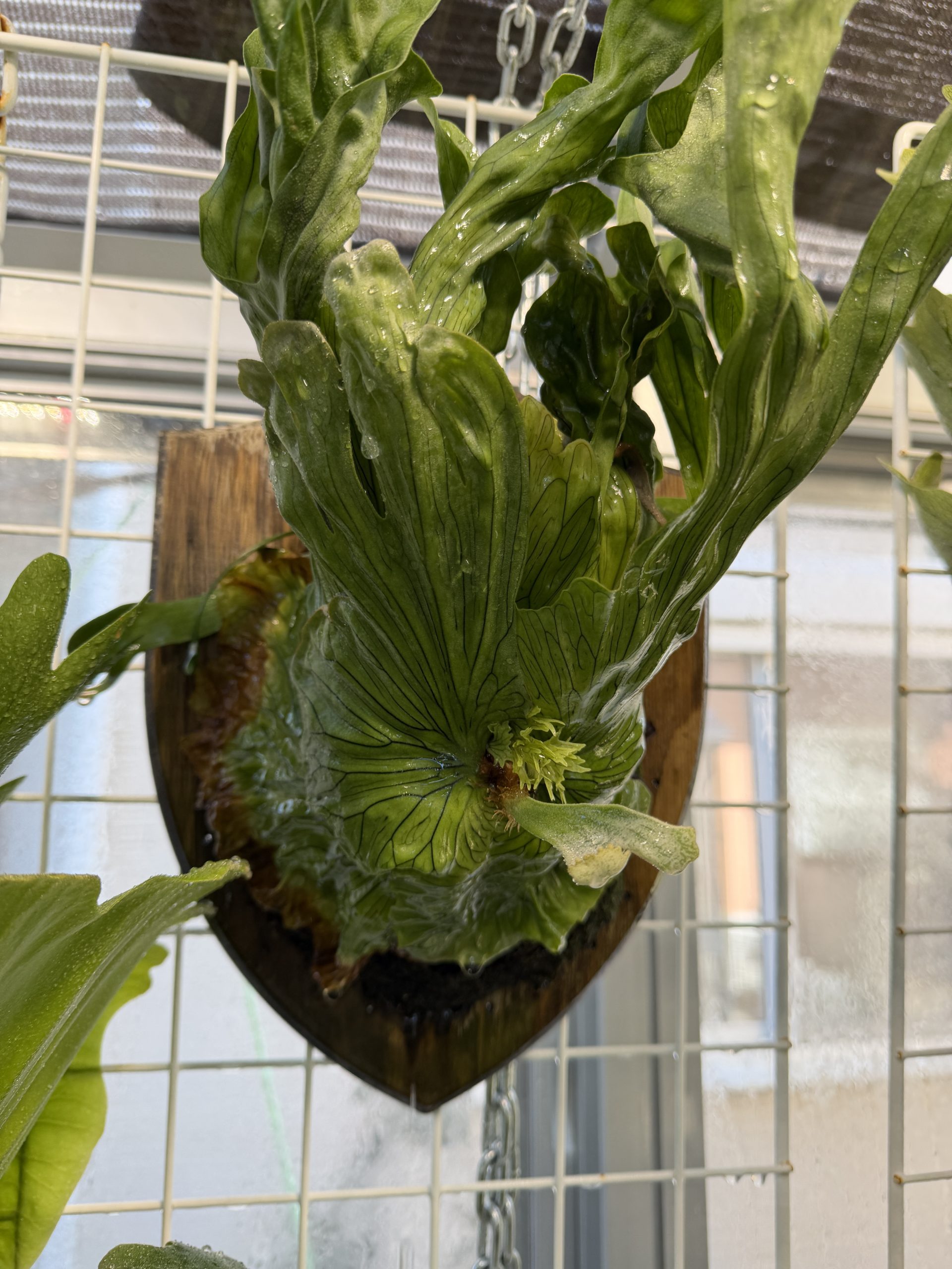 ワンダエドワーフから胞子葉が出てきた。