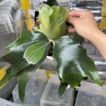 幅広から幅広に、