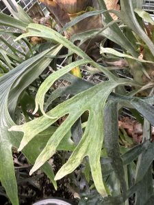 ラッキーが面白いよラッキー４