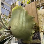 Nagashi Somen（HVW）2