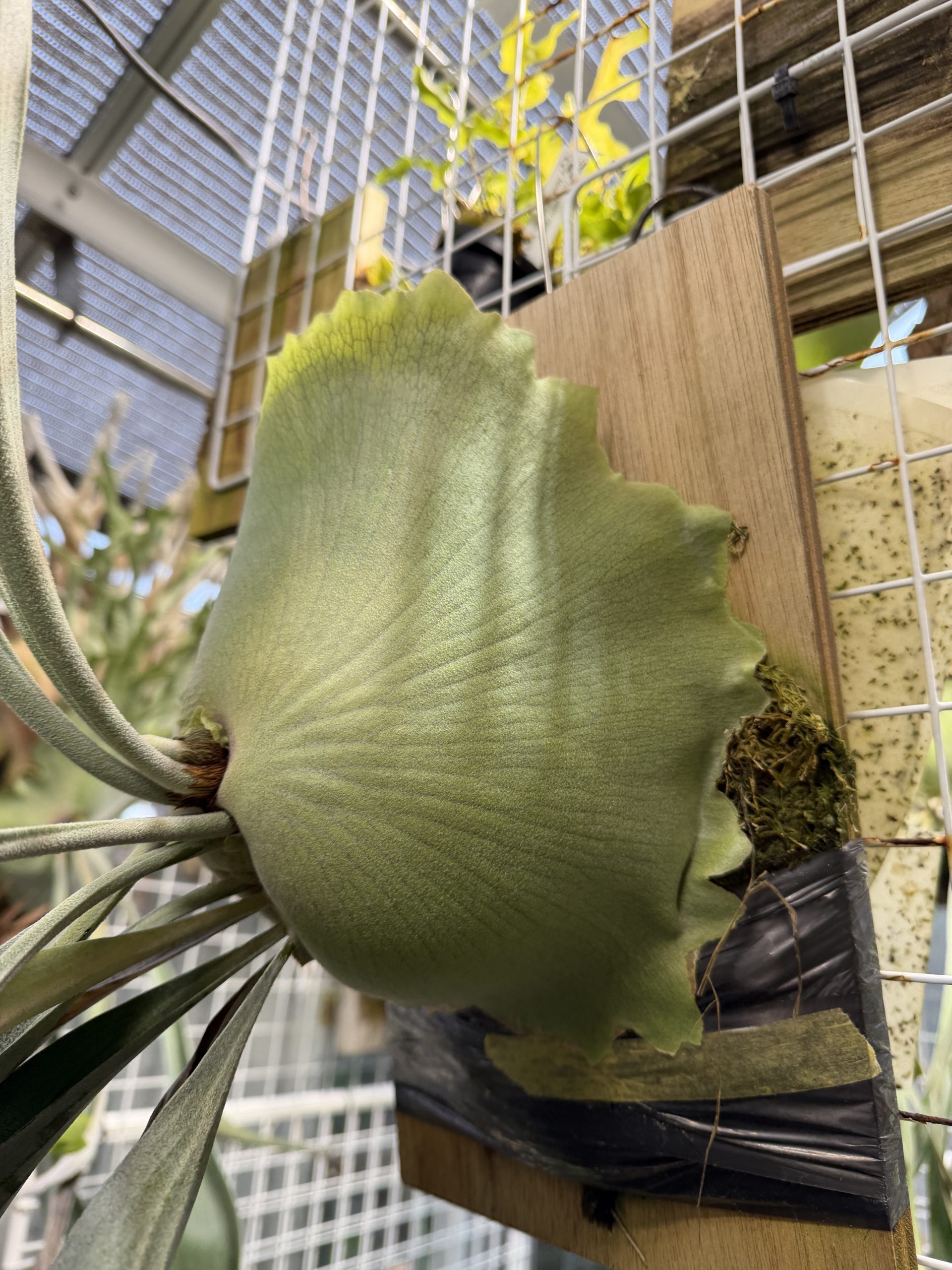 Nagashi Somen（HVW）2