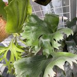 PANE1の分岐がえっぐい。6