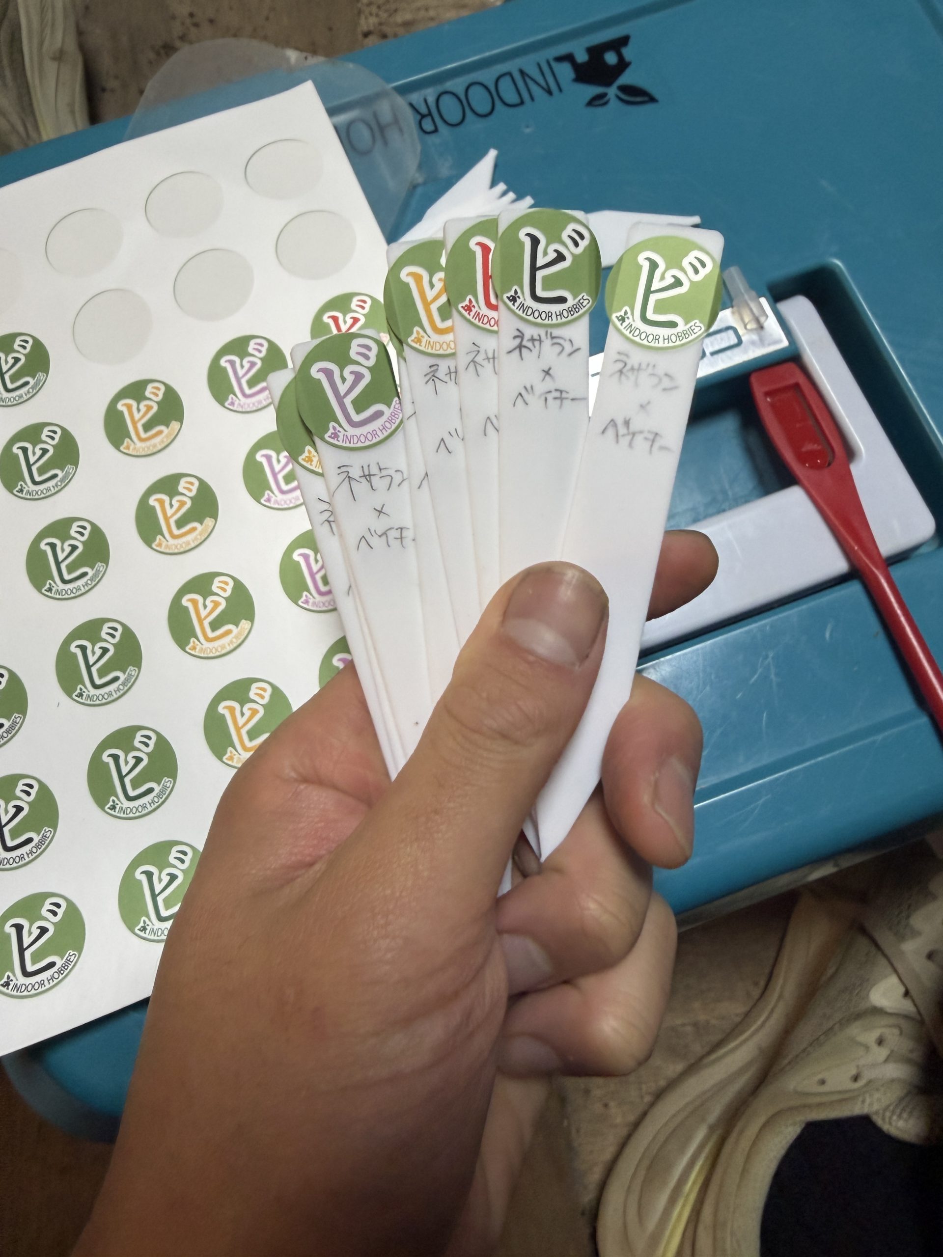 【芽吹祭】4月11日は神楽坂へGO！【ビカクシダイベント】