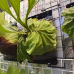 リドレイのシールド。