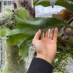 Storm sporeの復調。2