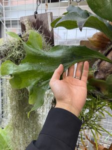 Storm sporeの復調。2