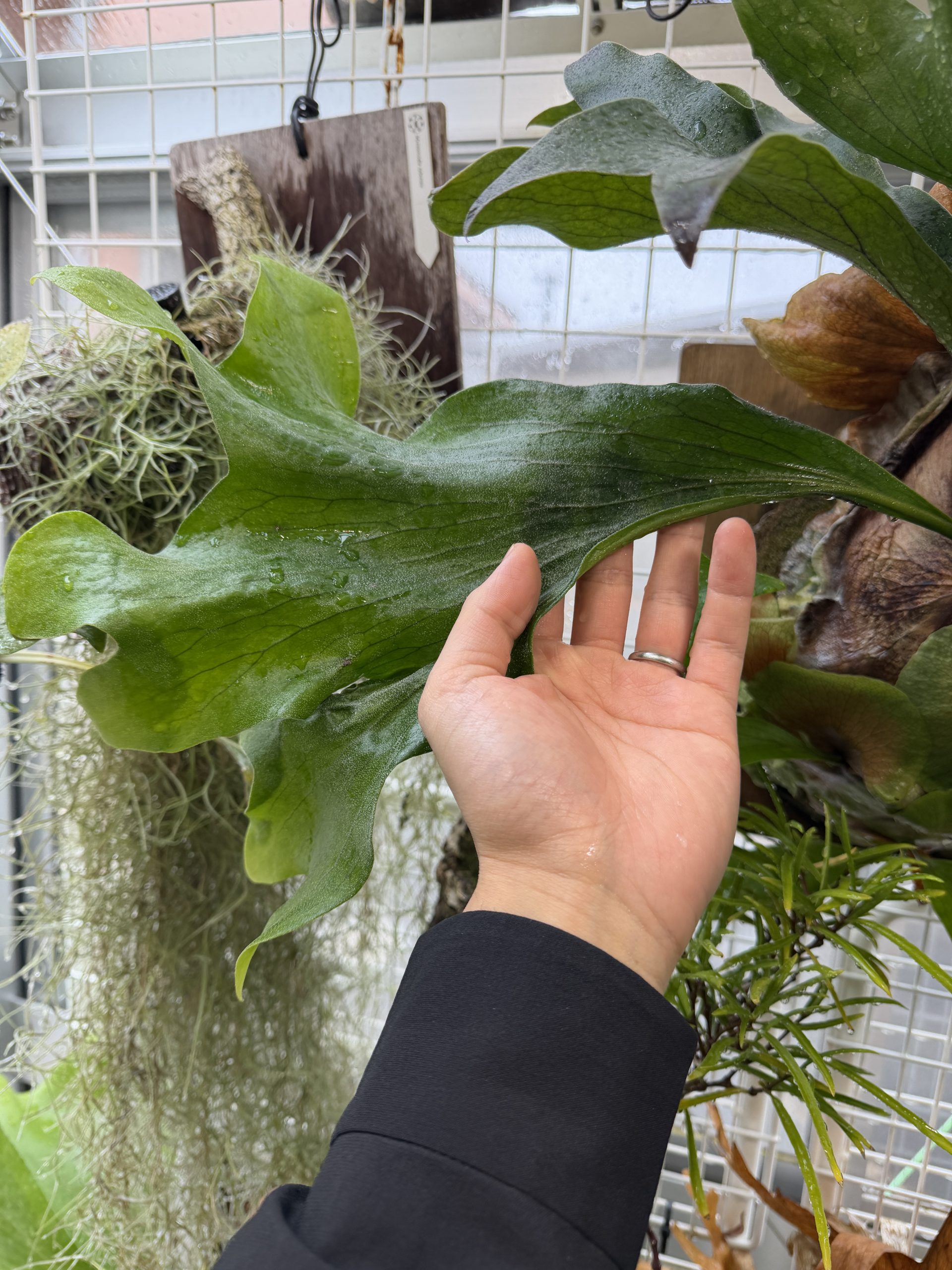 Storm sporeの復調。2