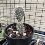黒サボテンの春。