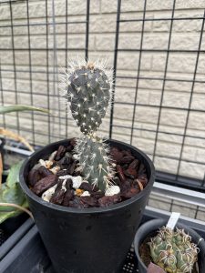 黒サボテンの春。