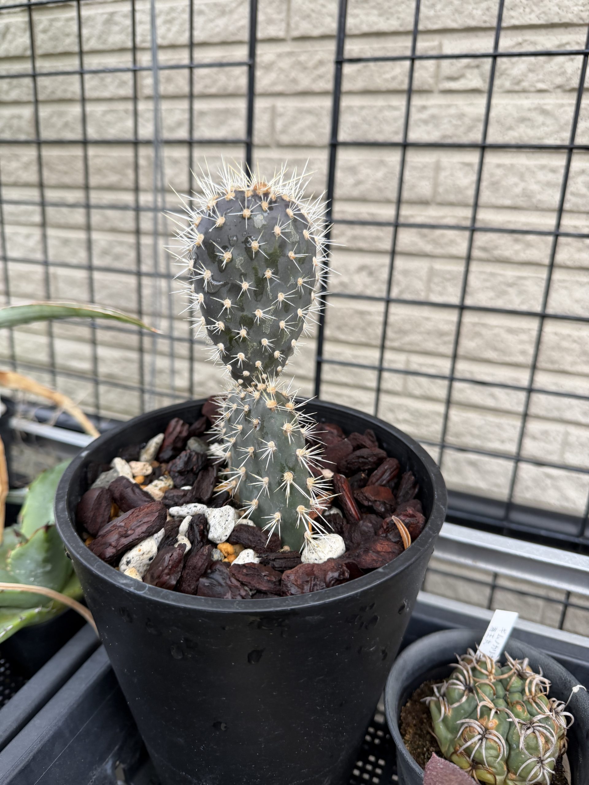 黒サボテンの春。