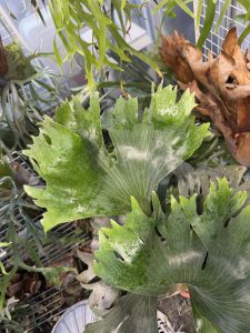 PANE1の分岐がえっぐい。7