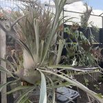 veitchiiを飾る玄関先