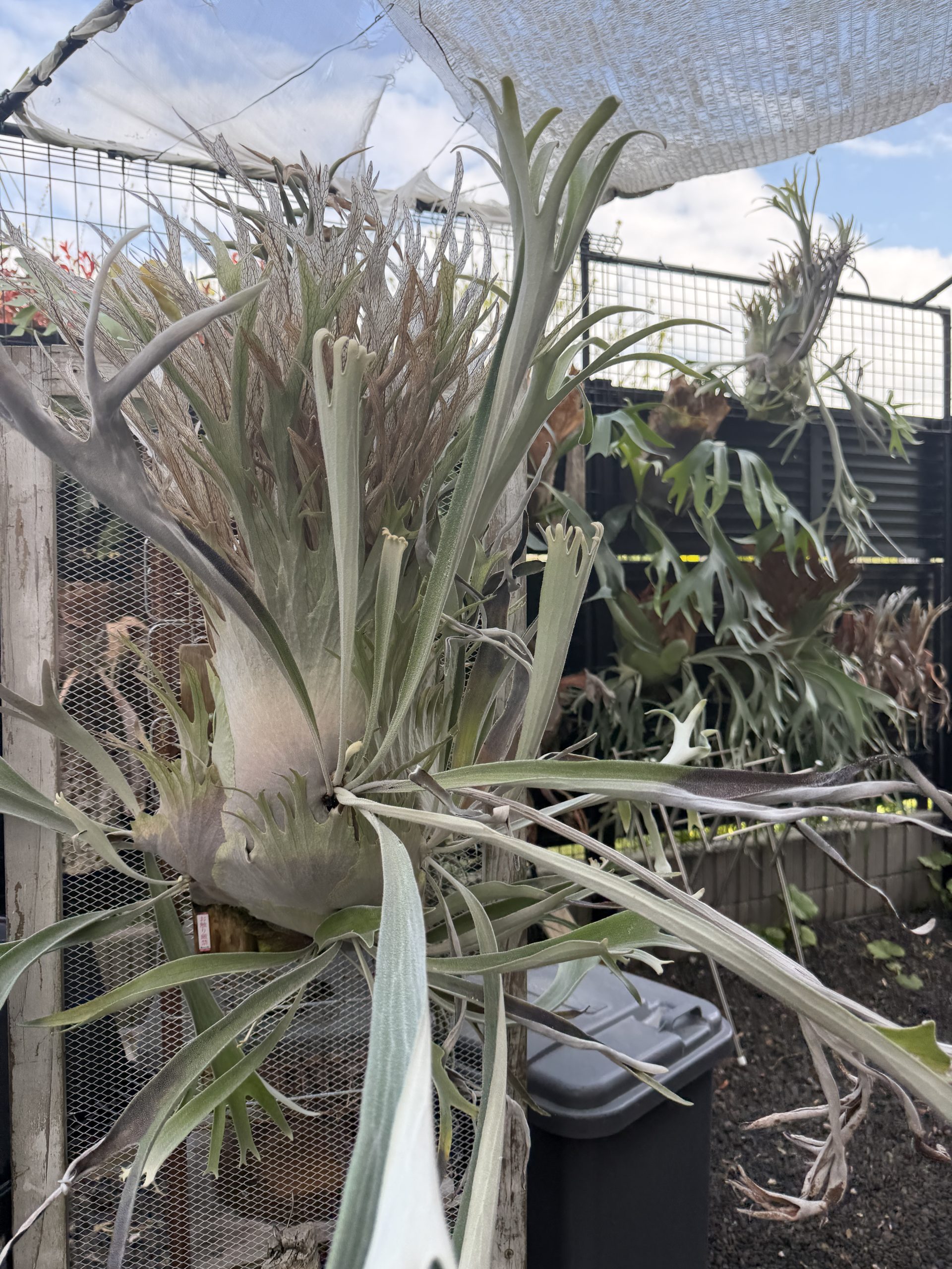 veitchiiを飾る玄関先