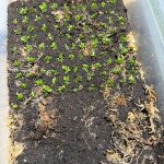 スペーシングし続ける。