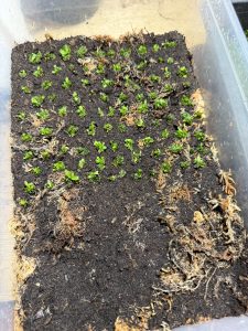 スペーシングし続ける。