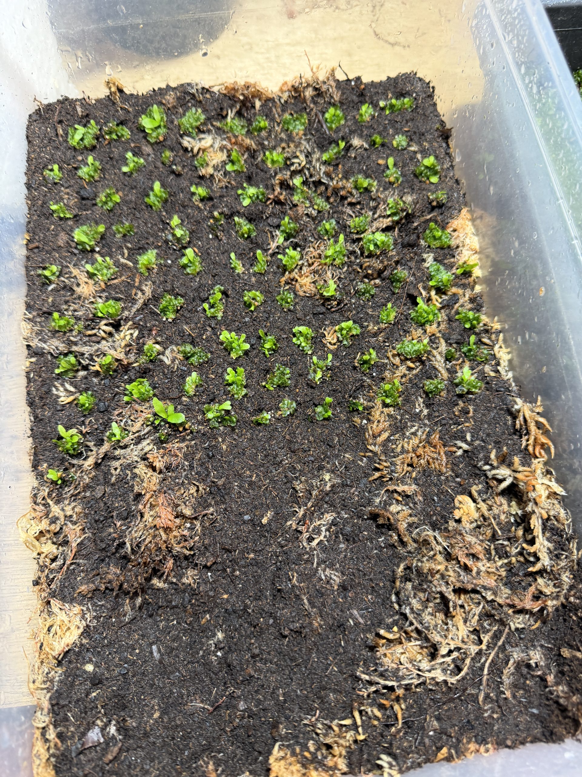 スペーシングし続ける。