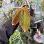 コルムネアが...