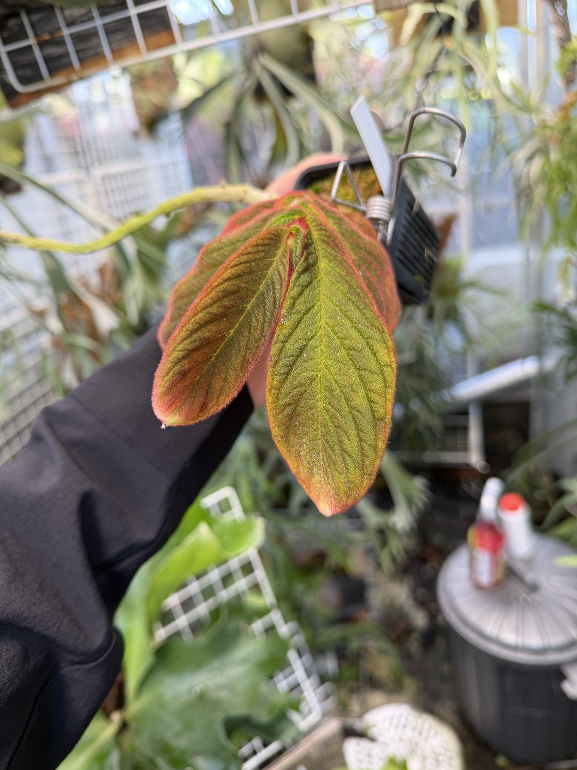 コルムネアが...