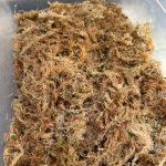 超雑なアンスリウムの実生。