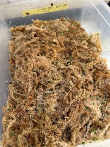 超雑なアンスリウムの実生。